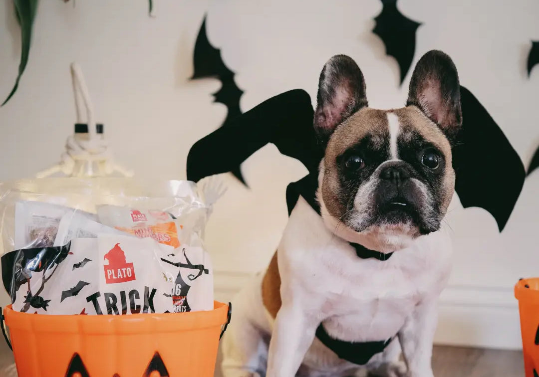 Halloween for Dogs Costumes