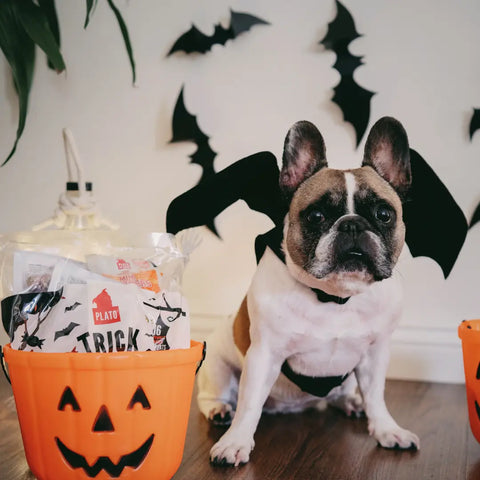 Halloween for Dogs Costumes