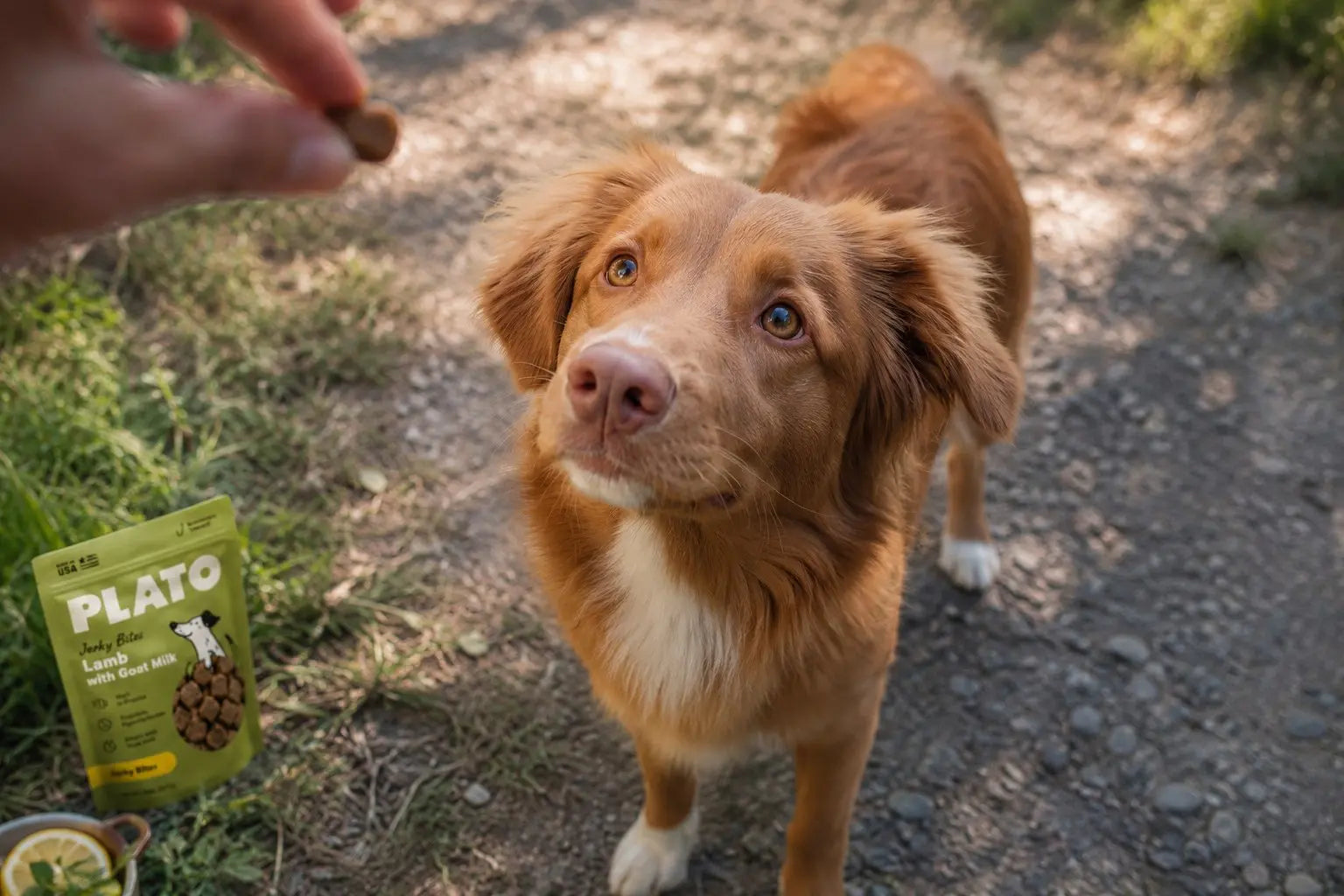 Dog snacks and ingredient label concept for citric acid in natural dog treats