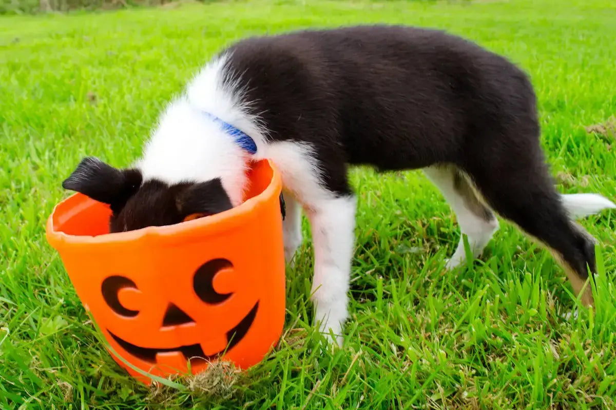 How-to-Keep-Your-Dog-Safe-this-Halloween Plato Pet
