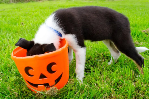 How to Keep Your Dog Safe this Halloween!