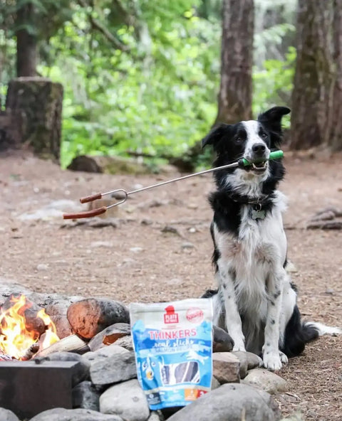 5 Essentials for the Perfect Fall Picnic with Your Pup