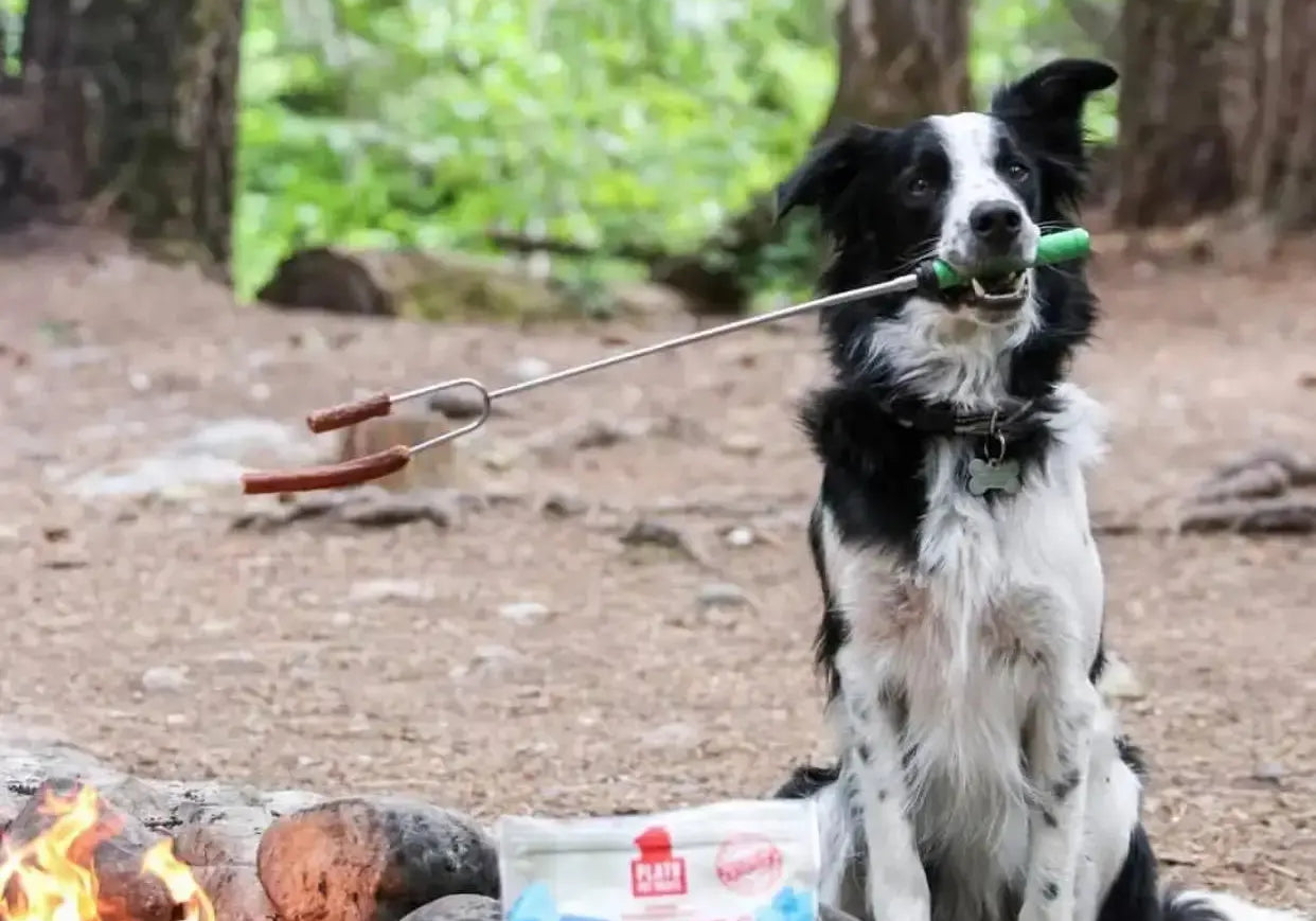 5-Essentials-for-the-Perfect-Fall-Picnic-with-Your-Pup Plato Pet