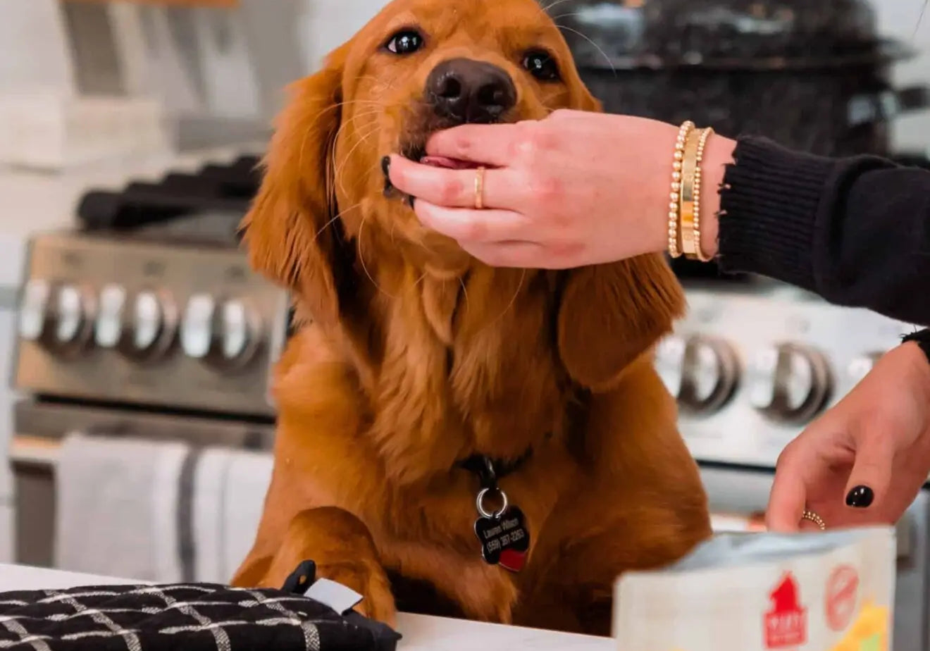 Fall-Bucket-List-10-Things-You-Must-Do-with-Your-Dog-This-Fall Plato Pet