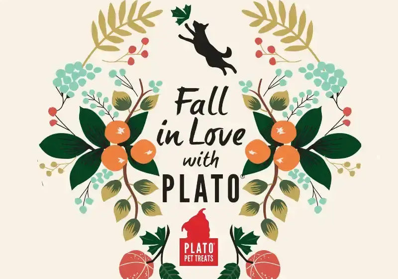 Honestly-Healthy-Dog-Treats-Can-Improve-Quality-of-Life-Increase-Lifespan Plato Pet