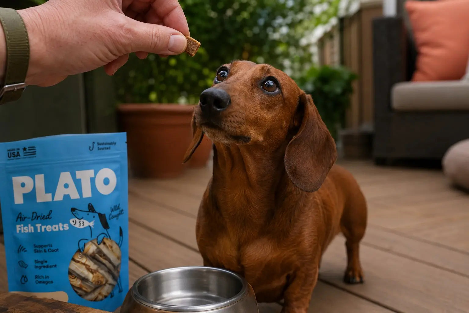 Happy Dachshund showing the bold and spunky wiener dog spirit