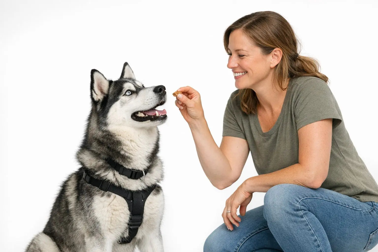 Siberian Husky standing outdoors with an alert expression and thick double coat