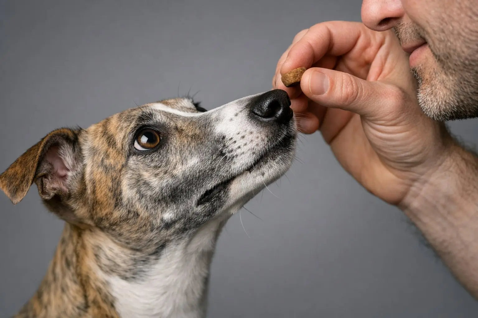 Whippet dog relaxing after a fast outdoor sprint, showing the gentle graceful sighthound known as the 35-MPH couch potato