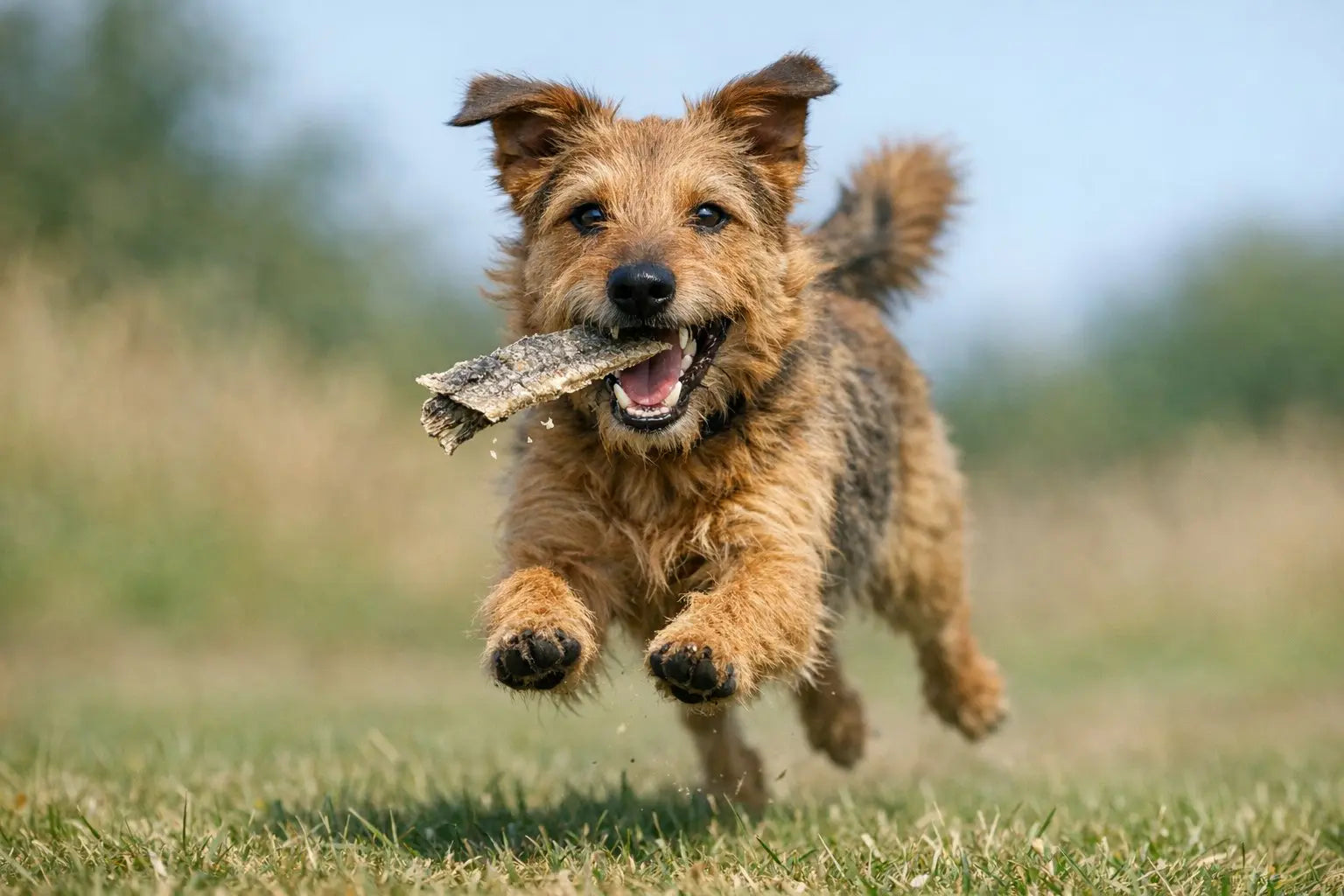 Air-dried dog treats and cod skin chews for dogs from Plato Pet Treats