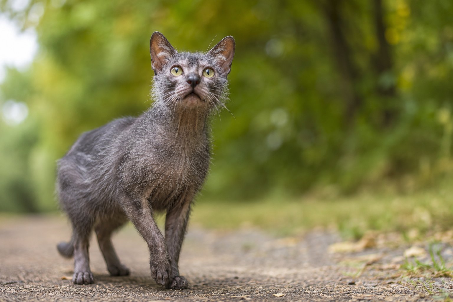 Lykoi cat with sparse roan coat showing the genetic werewolf look
