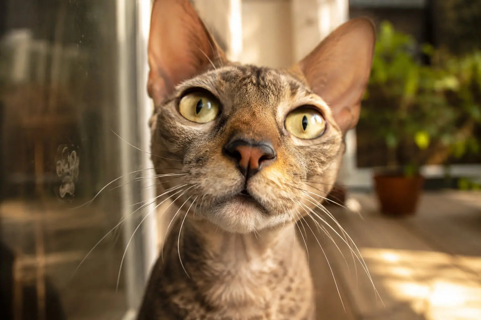 Close-up of a cat nose showing the unique snoot pattern that makes every feline nose print one of a kind