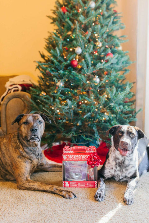 Plato Loves Christmas Giveaways & Dog Mommas