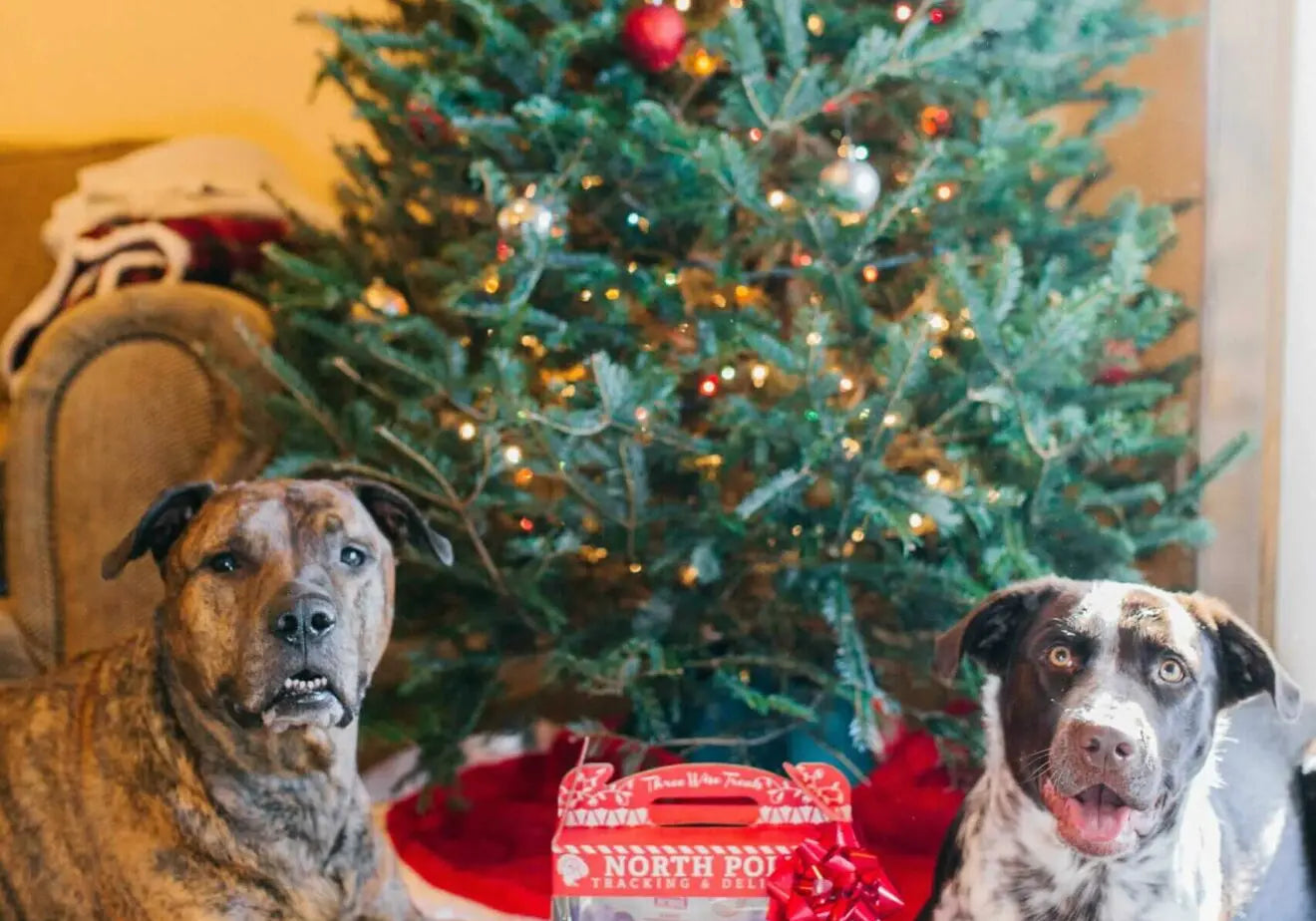 Plato-Loves-Christmas-Giveaways-Dog-Mommas Plato Pet