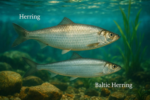 Whole Baltic herring on plate