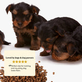 New Puppy Essentials Bundle