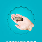 Big Fish Pack Plato Pet