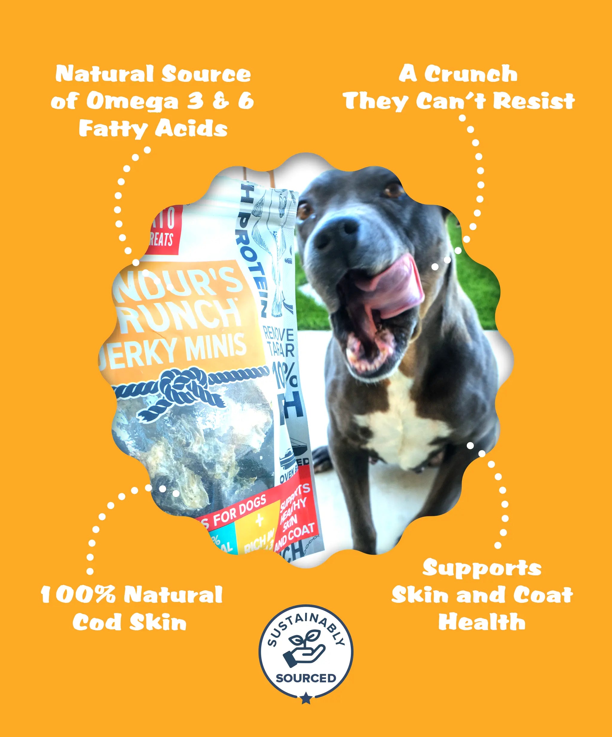 Little Fish Pack Plato Pet