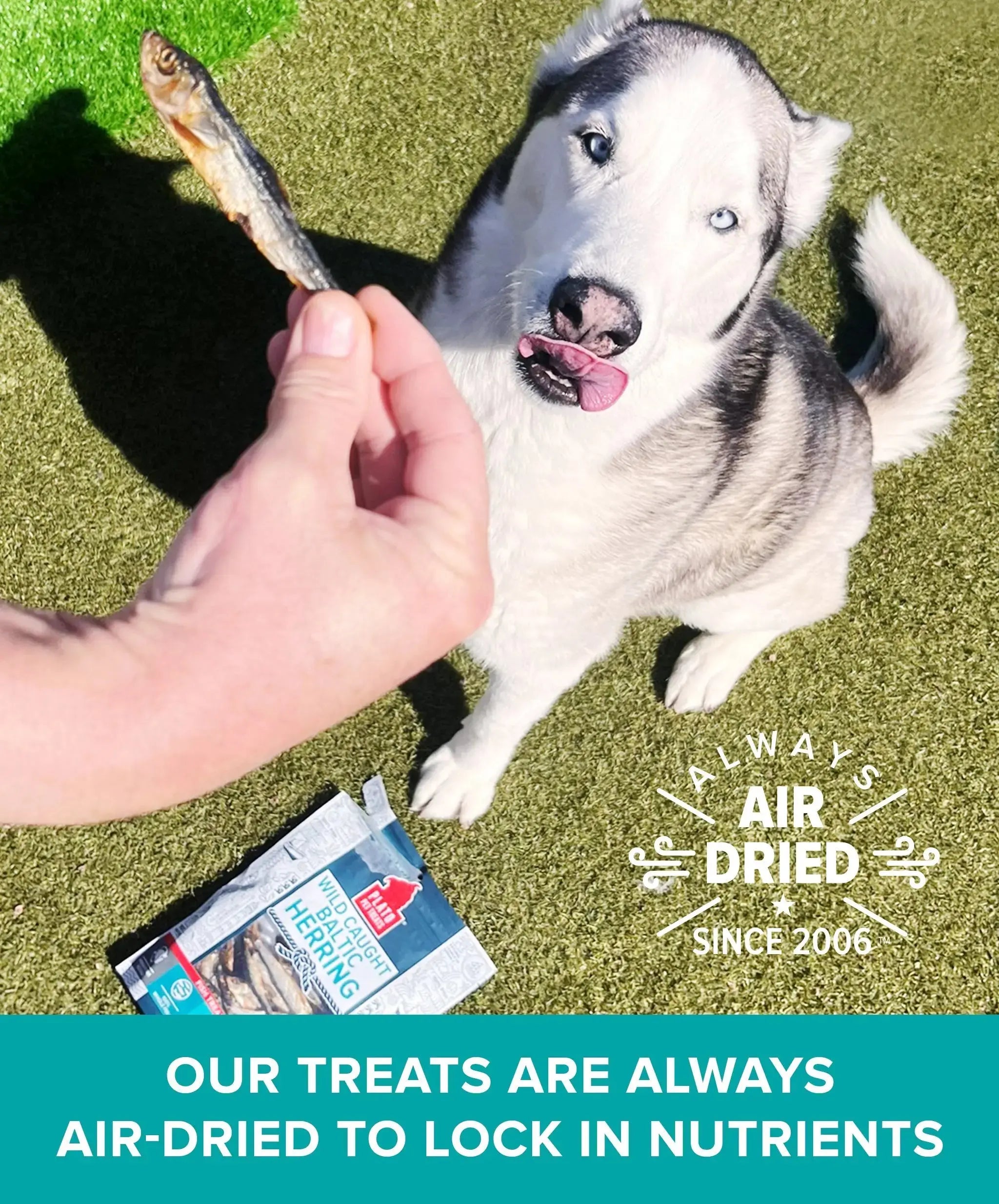 Wild Caught Baltic Herring Plato Pet Treats
