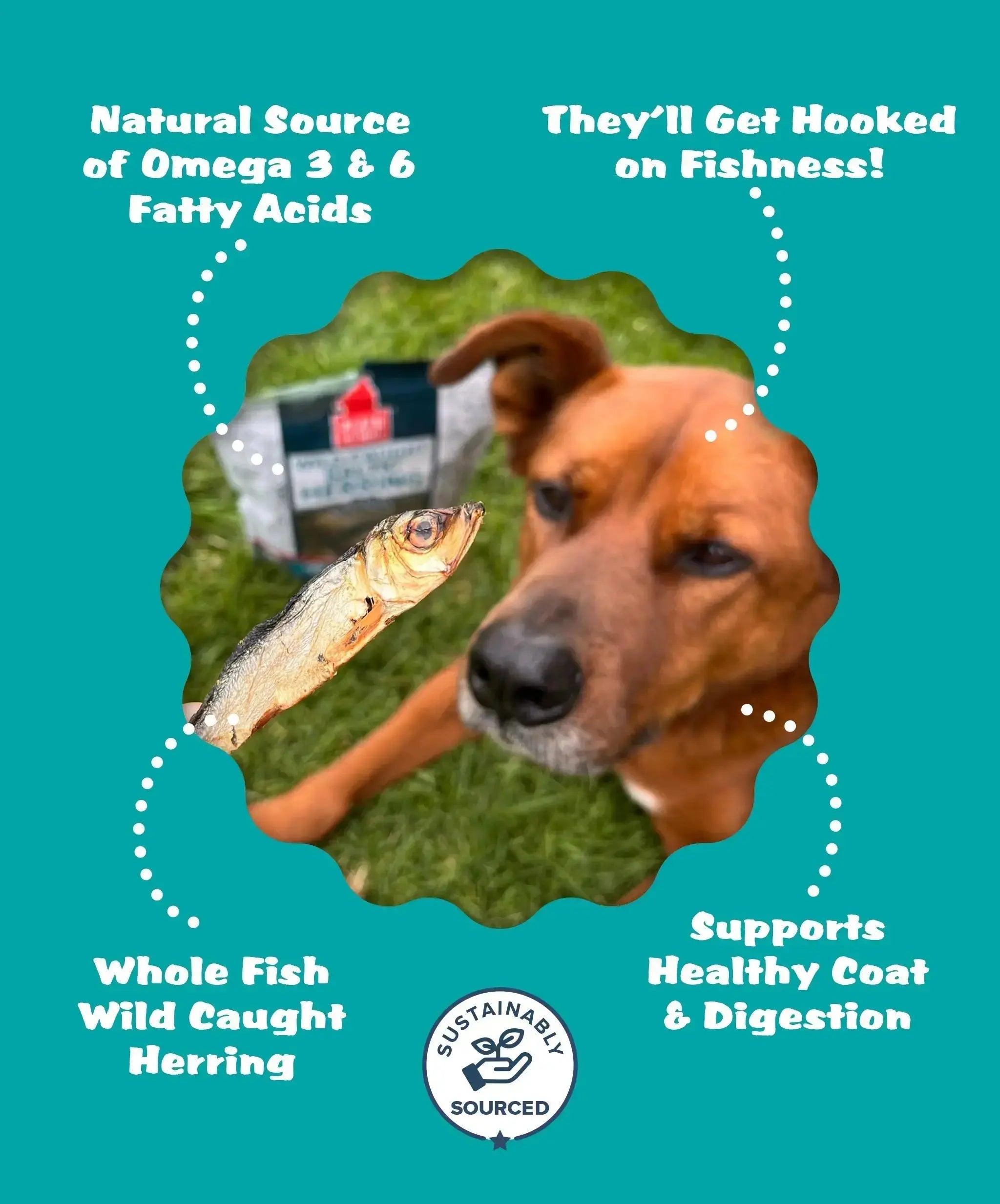 Wild Caught Baltic Herring Plato Pet Treats